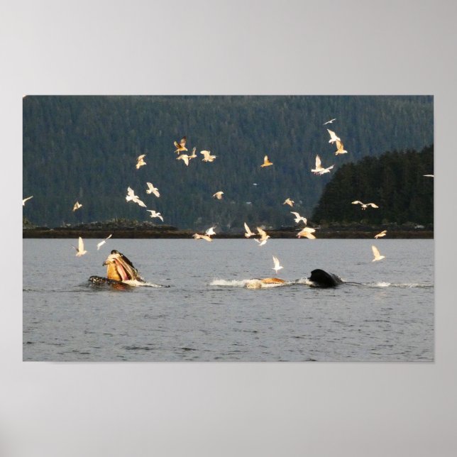 big mouth humpback poster (Front)