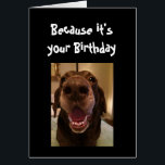 Big Nose Dog Funny Birthday Love Dog<br><div class="desc">Because it's your Birthday and I nose it that's why you're getting this card.   Happy Birthday cute Fun Big Nose Dog Animal fun</div>