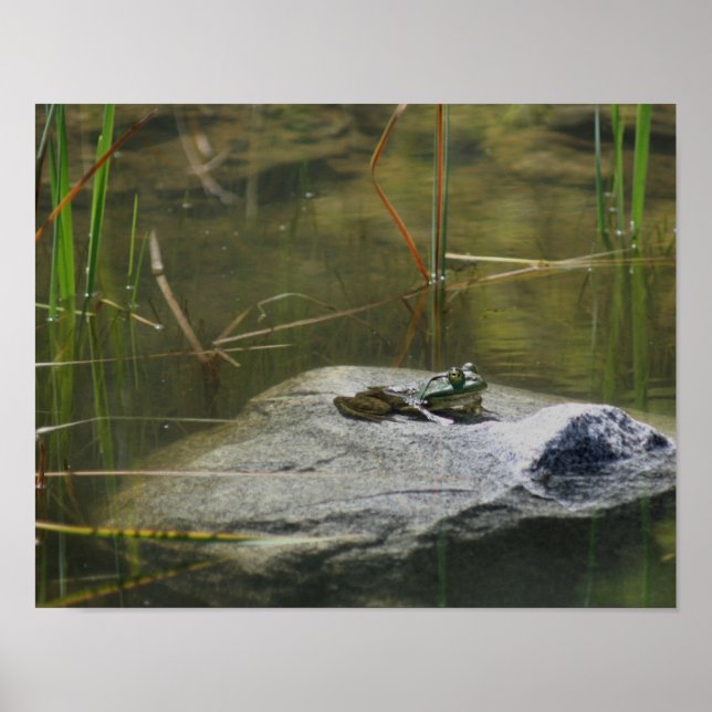 Big Old Bullfrog In Pond Nature Poster (Front)