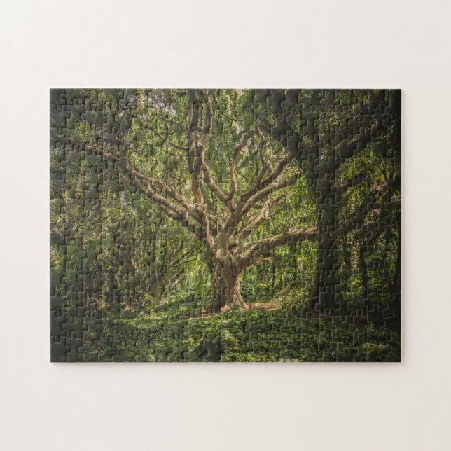 Big Old Tree in the Forest Jigsaw Puzzle (Horizontal)