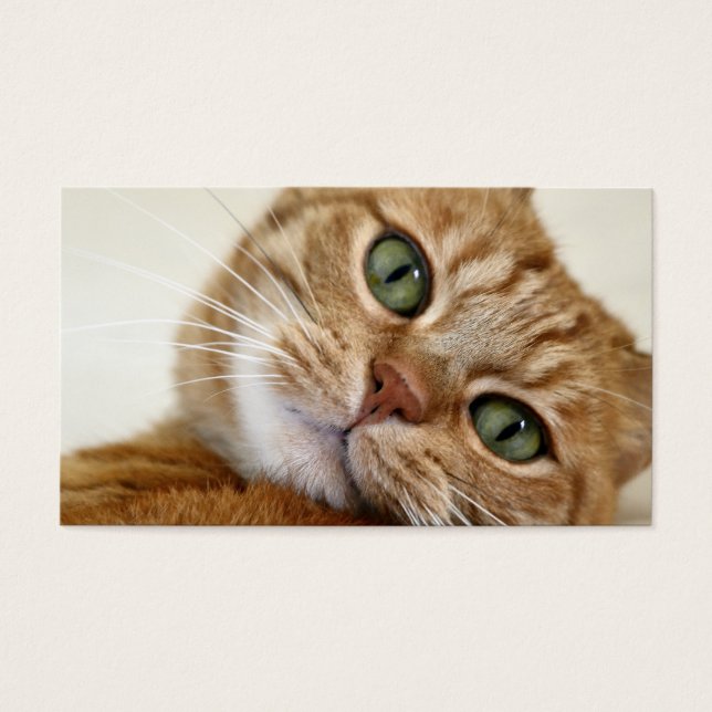Big Orange Kitty (Front)