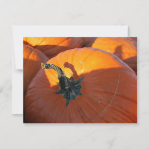 Big Orange Pumpkin  Postcard