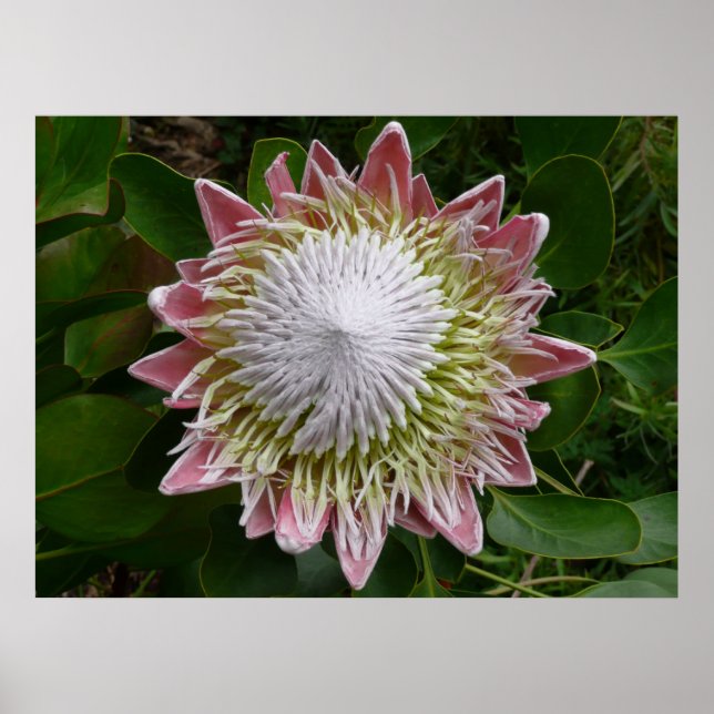 Big Pink and White Flower Nature Photo Poster (Front)