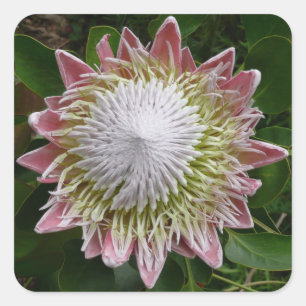 Big Pink and White Flower Nature Photo Square Sticker