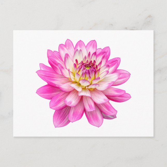 Big Pink Dahlia Postcard (Front)