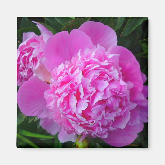 Big Pink Peony Flower Magnet (Front)
