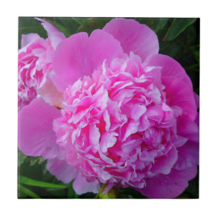 Big Pink Peony Tile
