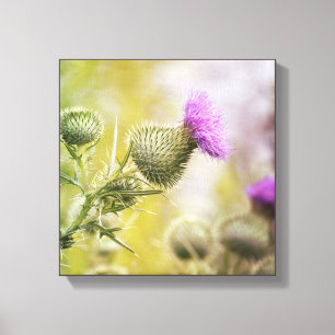 Big Purple Scottish Thistle Wild Flower Photo Canvas Print