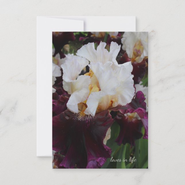 Big Purple & White Iris Card (Front)
