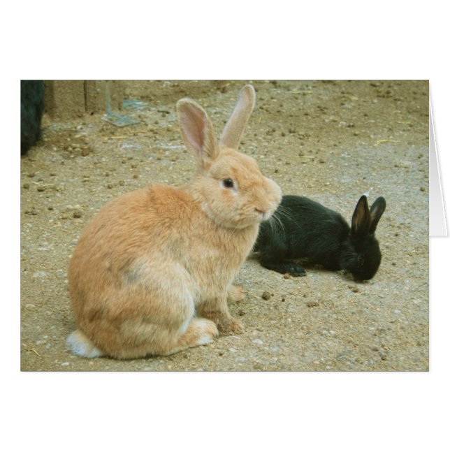 Big Red Bunny (Front Horizontal)