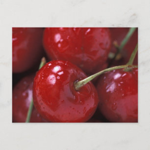 Big Red Cherries Postcard