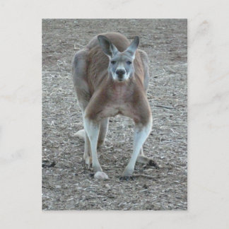 Big Red Kangaroo Postcard