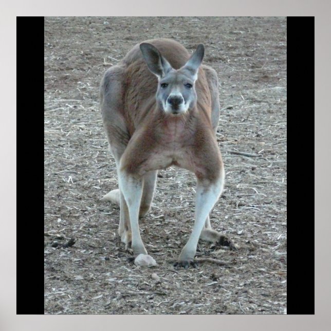 Big Red Kangaroo Print (Front)