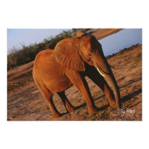 Big Red Photo Print