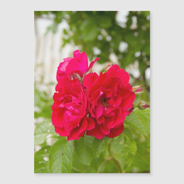 Big red roses in the garden  (Front)