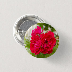 Big red roses in the garden   1 inch round button