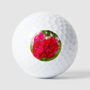 Big red roses in the garden golf balls