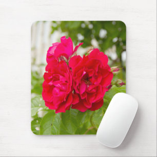 Big red roses in the garden  mouse pad