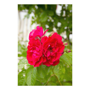 Big red roses in the garden  photo print