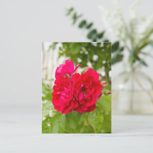 Big red roses in the garden postcard