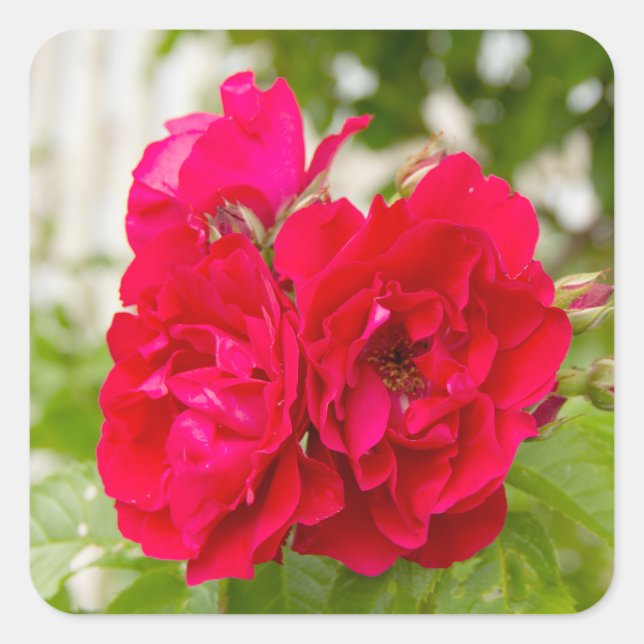 Big red roses in the garden   square sticker (Front)
