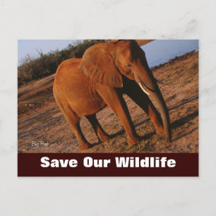 Big Red, Save Our Wildlife Postcard