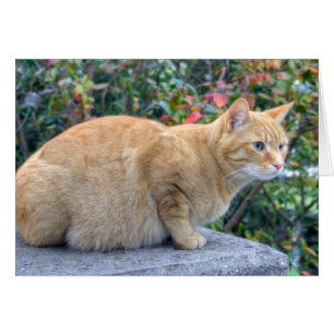 Big Red Tabby