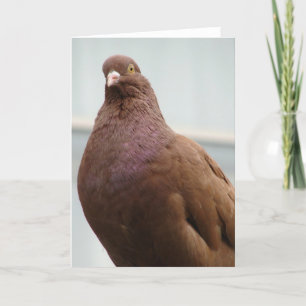 Big Red the Modena Pigeon Card