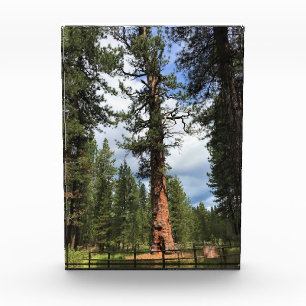 Big Red Tree, La Pine, OR Photo Block