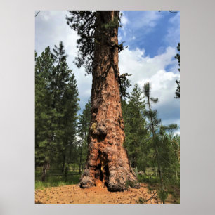 Big Red Tree, La Pine, OR Poster