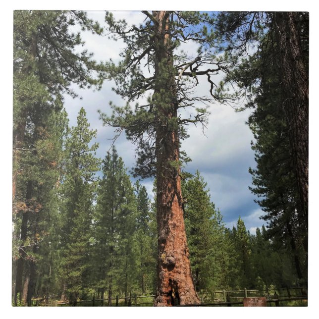 Big Red Tree, La Pine, OR Tile (Front)