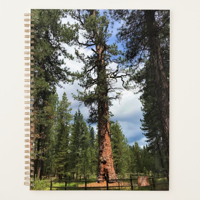 Big Red Tree, La Pine OU (Devant)