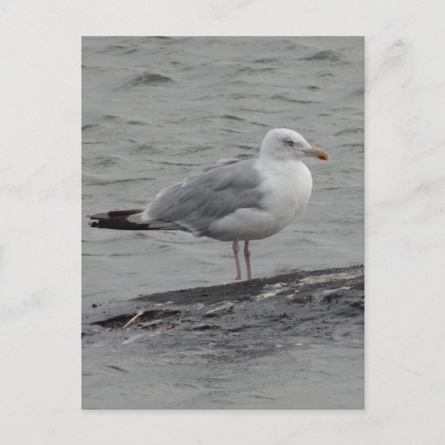 Big seagul Flat Card (Front)