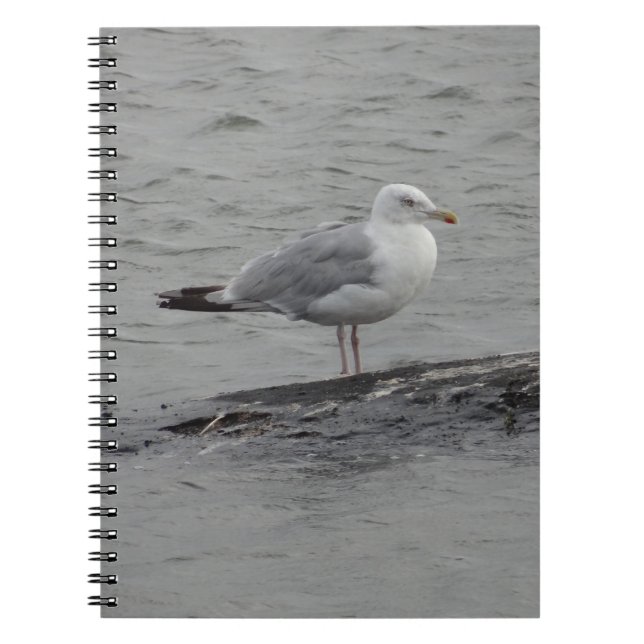 Big seagull notebook (Front)
