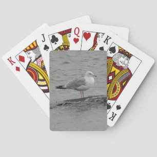 Big seagull playing cards