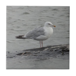 Big seagull tile