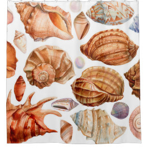 big set of seashells on an isolated white backgrou