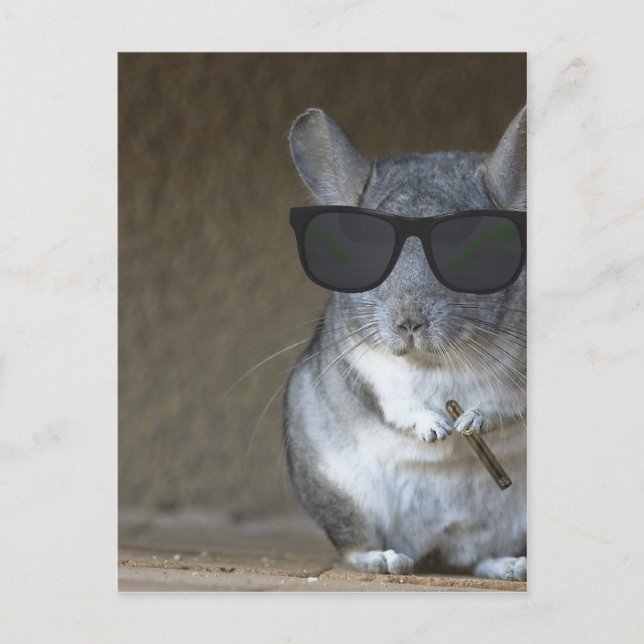 Big Shot Chinchilla Postcard (Front)