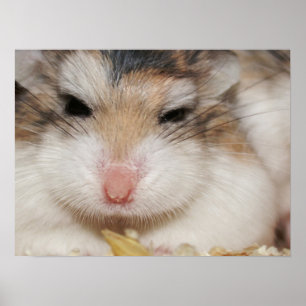 Big stare - Tac - Poster