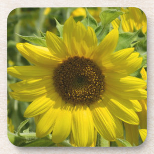 Big Sunflower Cork Coaster