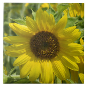Big Sunflower Decorative Tile