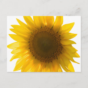 Big sunflower postcard