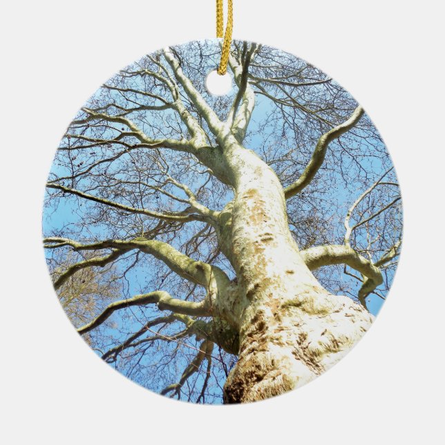 Big Sunny Tree Branches in Heavenly Blue Sky Ceramic Ornament (Front)