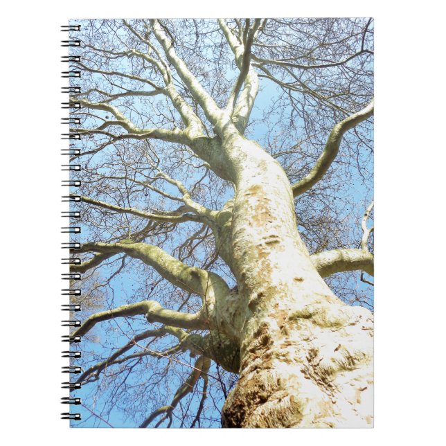 Big Sunny Tree Branches in Heavenly Blue Sky Notebook (Front)