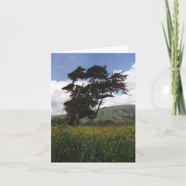 Big Sur tree card (Front)