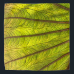Big Taro Leaf Bandana<br><div class="desc">beautiful backlit taro leaf</div>