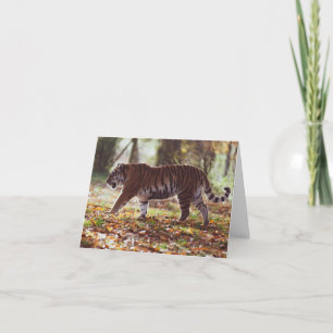 Big Tiger Birthday Greeting Card
