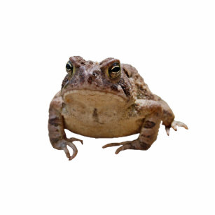 Big Toad Photo Sculpture Button