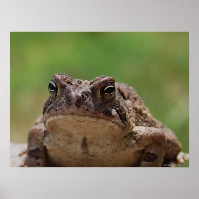 Big Toad Poster (Front)