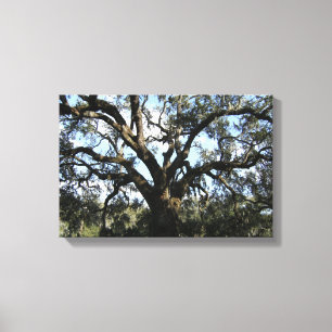 Big Tree Canvas Print